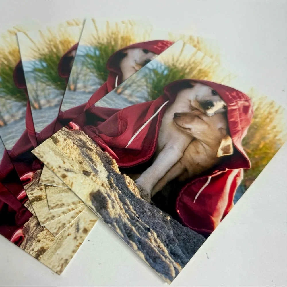 6 Avanti Greeting cards - dog couple under hoodie Holiday: Valentine’s Day